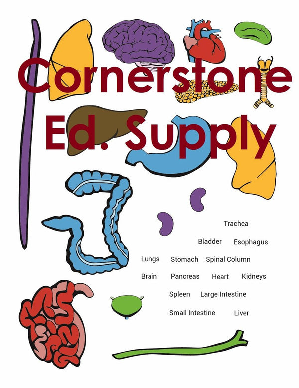 Anatomy Sticker Set