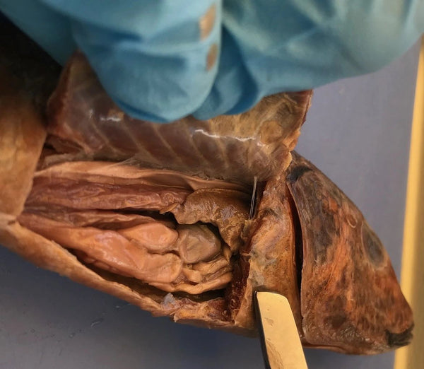 Perch Specimen