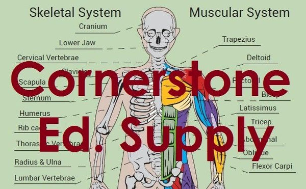 Anatomy Sticker Set