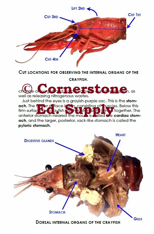 Crayfish Dissection Guide