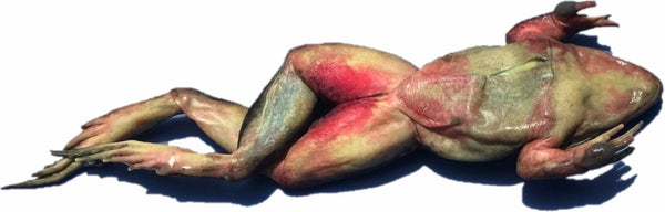 Grass Frog Specimen