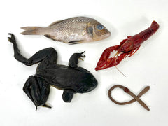 Apologia / Berean Dissection Specimens