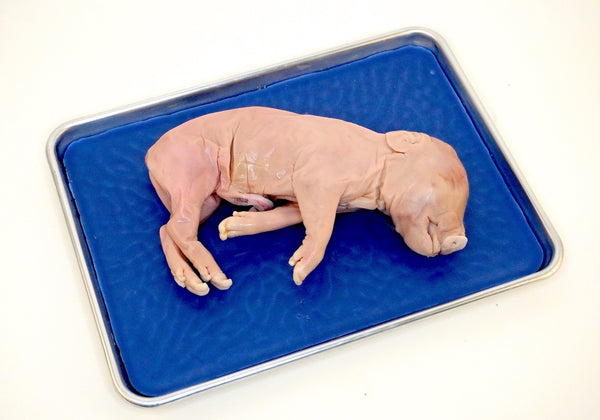 Fetal pig, 7"-9" (double-injected)