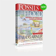Fossils and the Flood