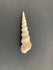 Turritella Shell