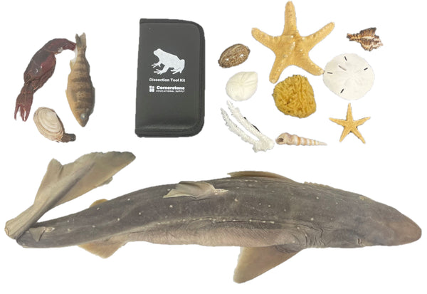 Dive into Marine Biology Supply Kit