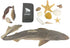 Dive into Marine Biology Supply Kit