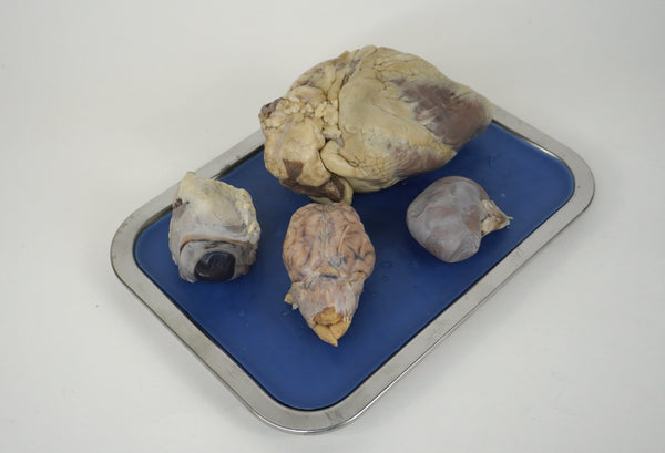 Journey Discover Anatomy & Physiology (A&P) Lab Kit