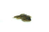 Grass Frog / Leopard Frog Specimen - Plain