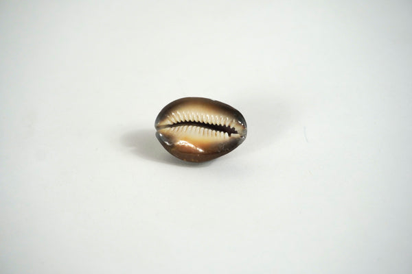 Cowrie Shell