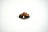Cowrie Shell