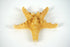 Knobby Sea Star