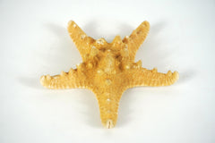 Knobby Sea Star