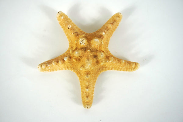 Knobby Sea Star