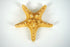 files/knobbyseastar2.jpg