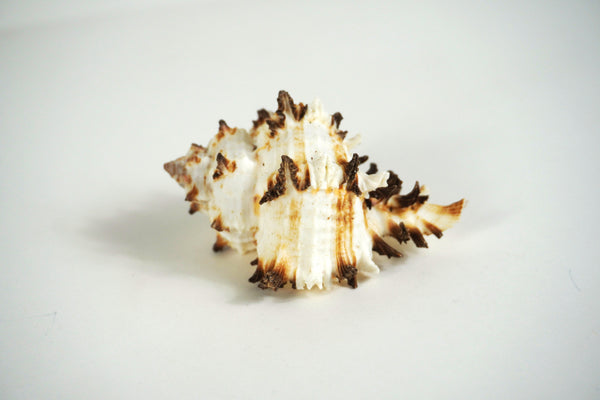 Murex Shell