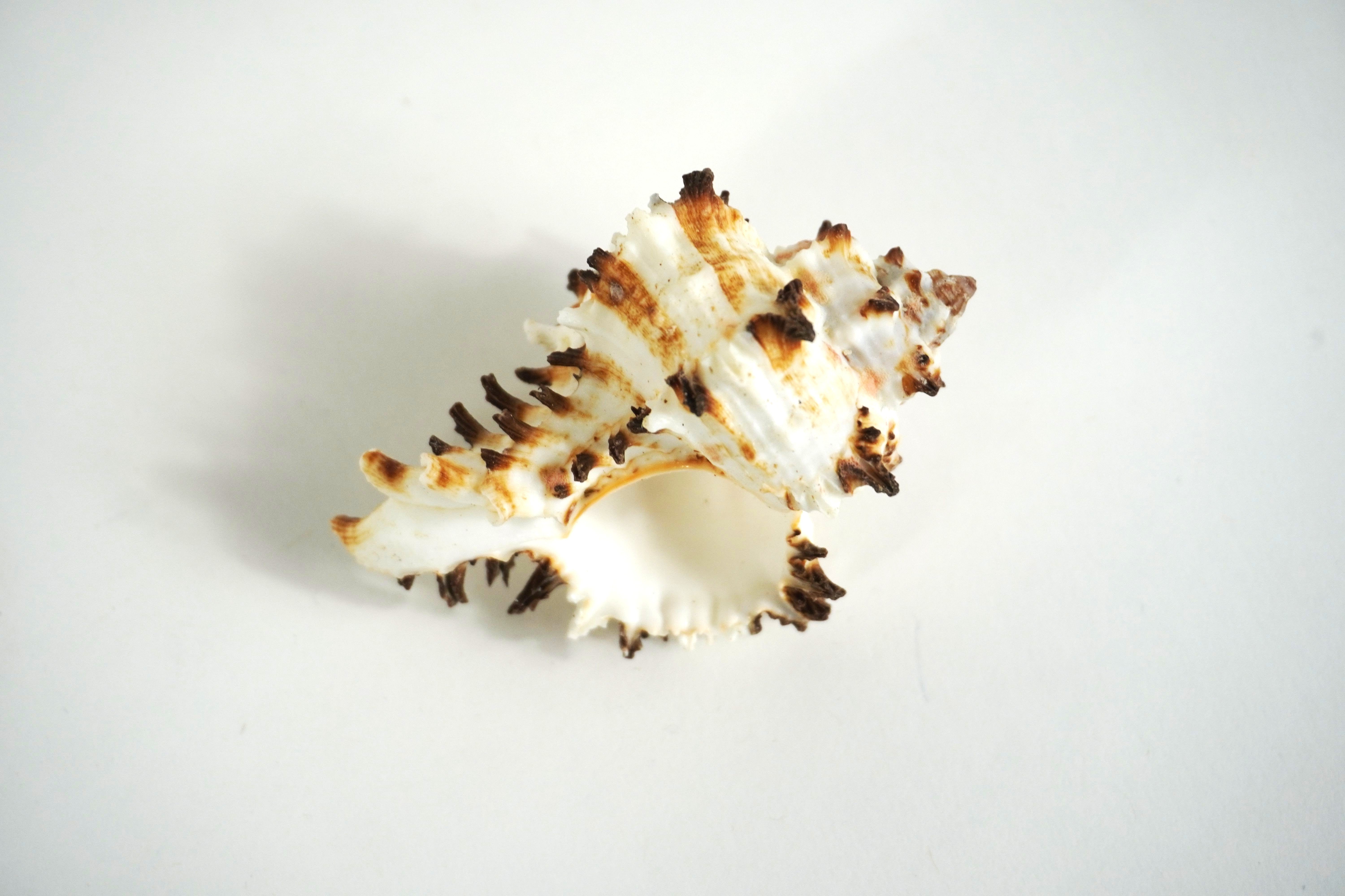 Spectre Murex Shell Murex Shell | Cornerstone Educational Supply