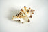 Murex Shell
