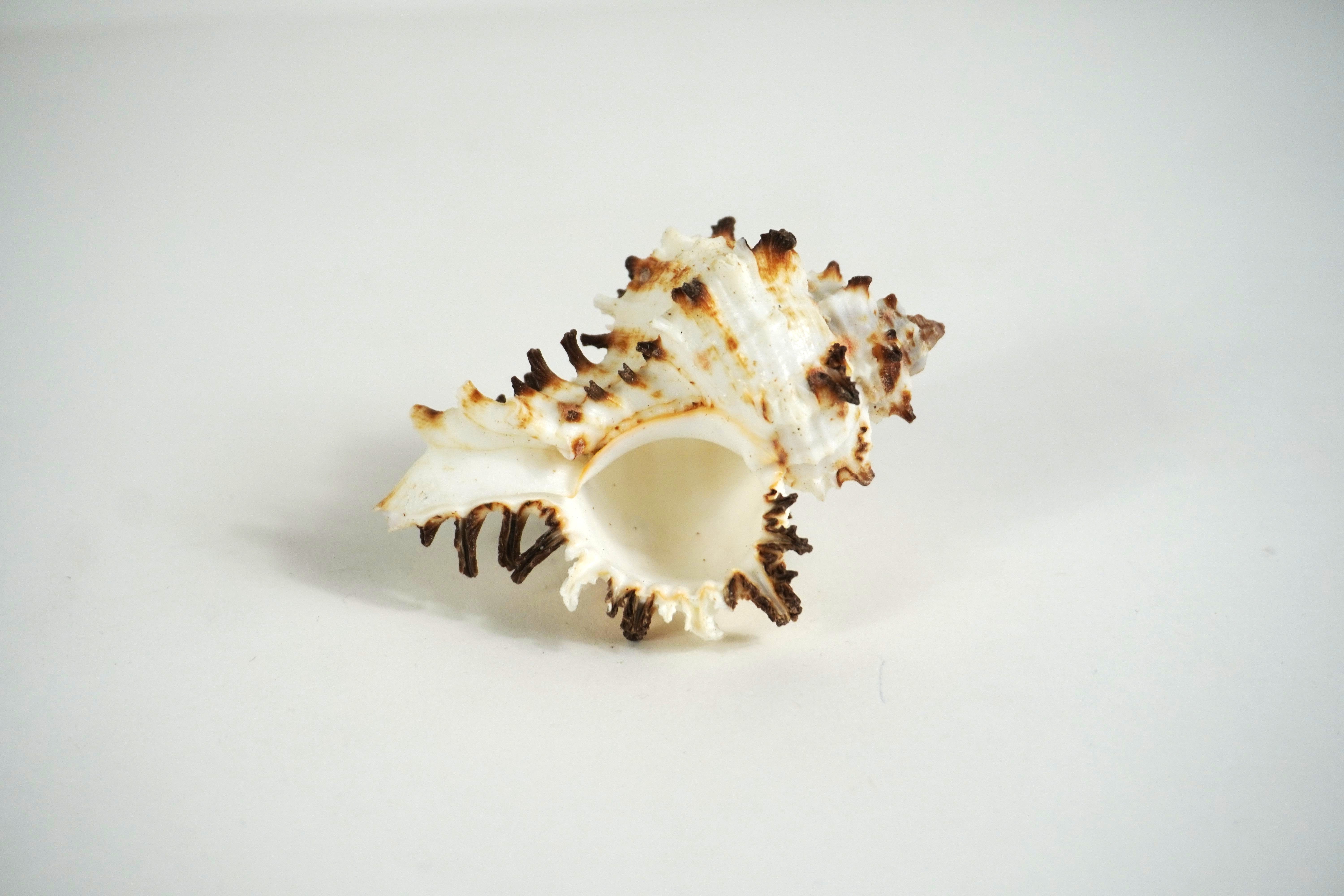Spectre Murex Shell Murex Shell | Cornerstone Educational Supply