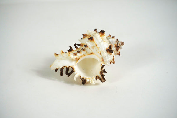 Murex Shell