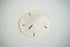 Sand Dollar