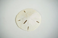 Sand Dollar