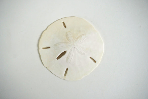 Sand Dollar