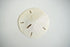 files/sanddollar2.jpg