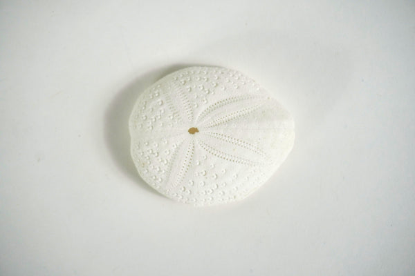 Sea Biscuit