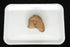Sheep Kidney Specimen