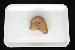 Sheep Kidney Specimen
