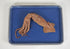 Squid Dissection Specimen 8-12" (plain)