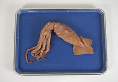 Squid Dissection Specimen 8-12" (plain)