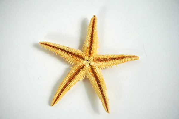 Tan Sea Star
