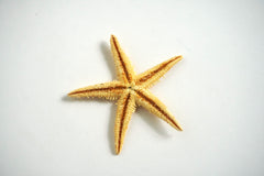 Tan Sea Star