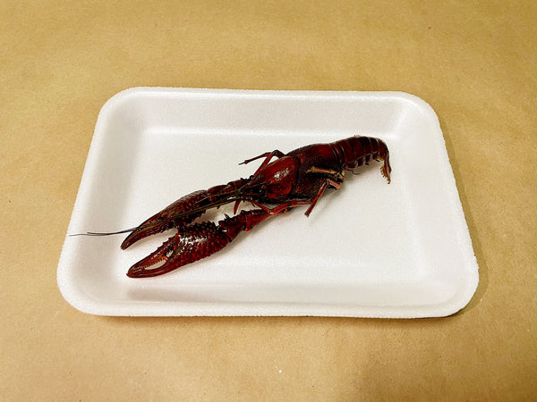 Crayfish Specimen (50-Pack)