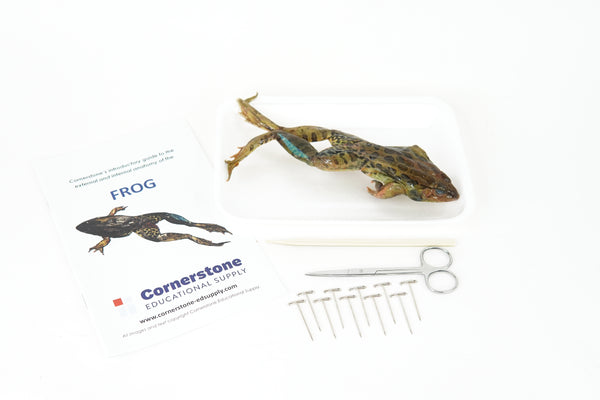 Grass Frog Dissection Bundle