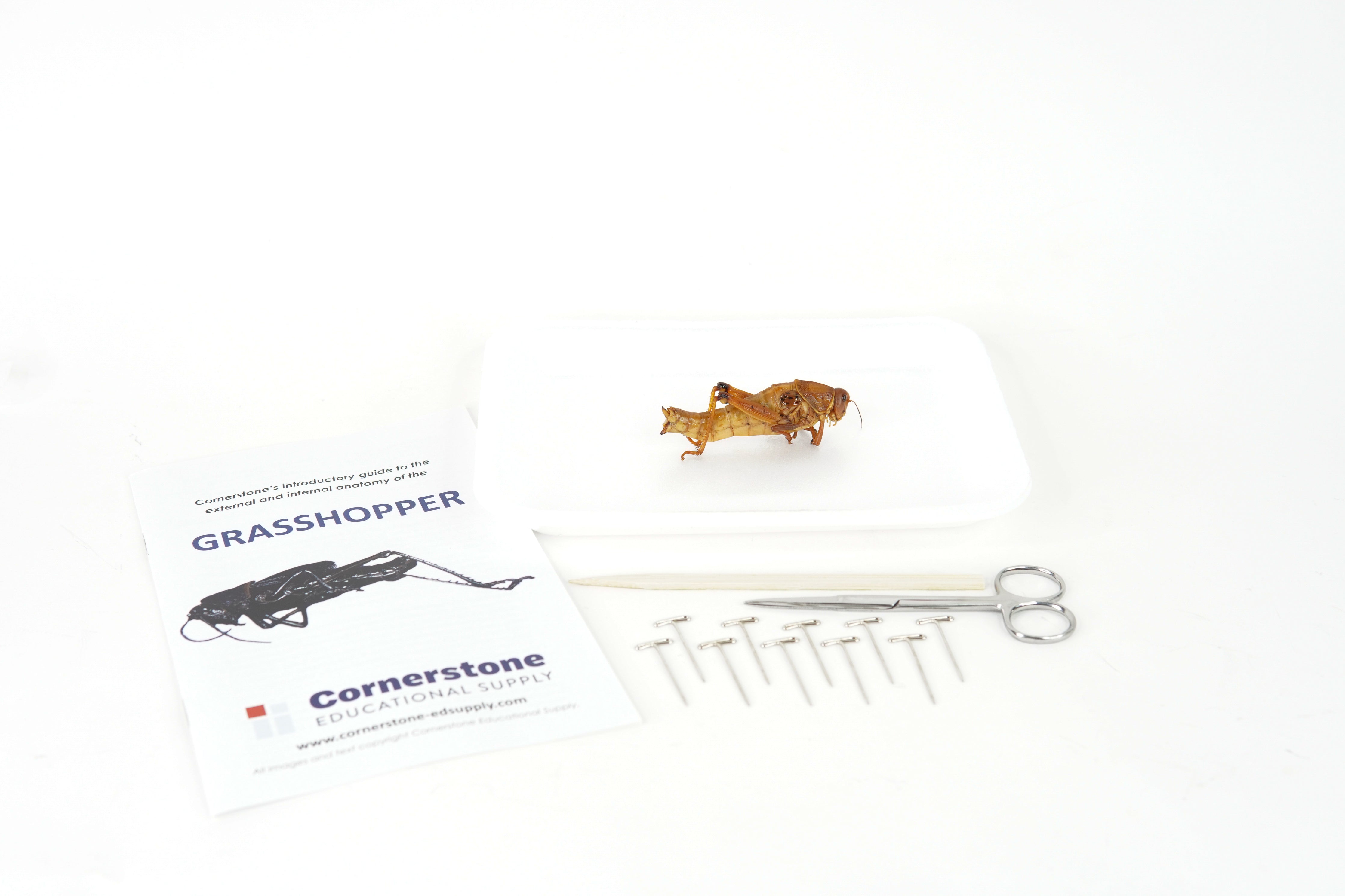 Grasshopper Dissection: External Anatomy Lab Guide