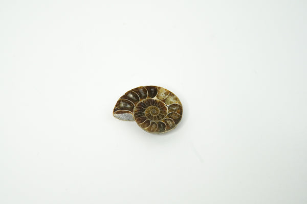 Ammonite Fossil (Desmoceras)