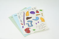 Human Anatomy Sticker Set