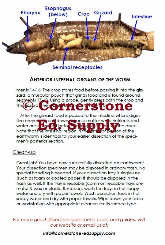 Worm Dissection Guide Earthworm Dissection Guide | Cornerstone Educational Supply